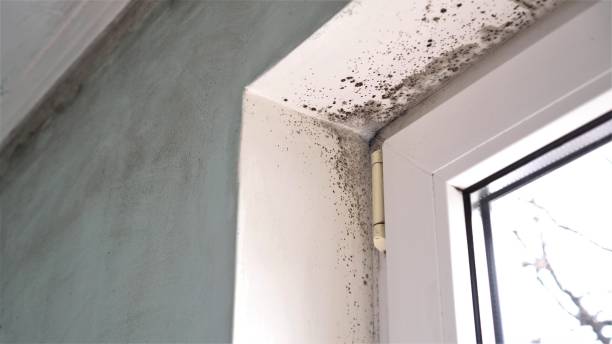 Best Airborne Mold Testing  in South Valley, NM