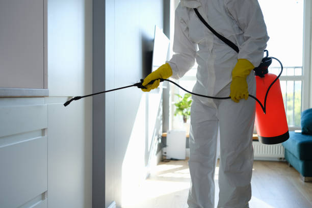 Best Attic Mold Removal  in South Valley, NM