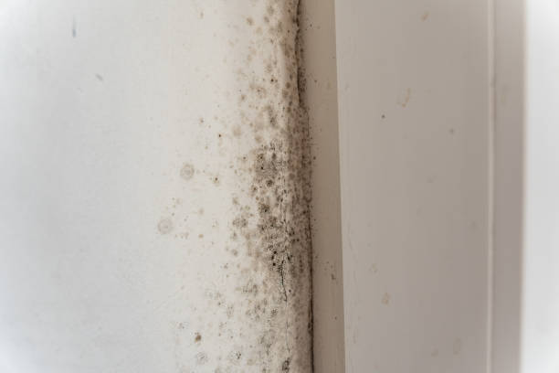 Best Airborne Mold Testing  in South Valley, NM